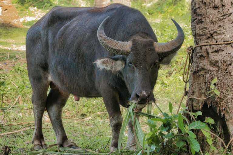 The Strong Carabao