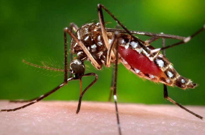 The Frightening Dengue